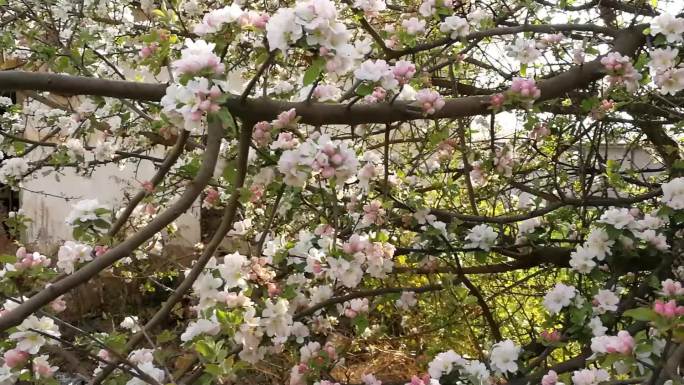 春天繁花似锦海棠花苹果花