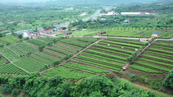 茶叶茶园采茶茶场茶