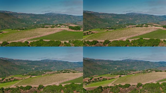 卡梅尔山谷上方山坡上的葡萄园