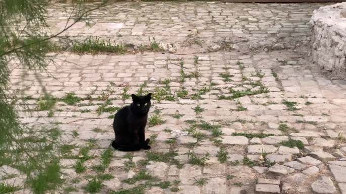 黑猫坐在铺路石上荒废流浪石板路
