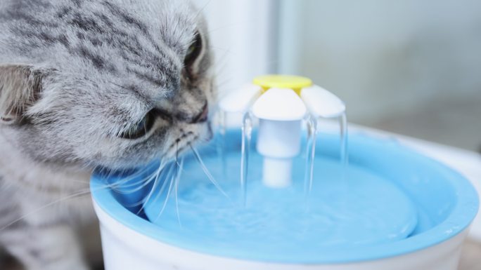4K视频高速慢动作国内长毛灰猫从地板上的蓝色碗里喝水。选择性聚焦，复制空间。宠物在领养中心。爱宠物的