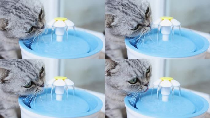 4K视频高速慢动作国内长毛灰猫从地板上的蓝色碗里喝水。选择性聚焦，复制空间。宠物在领养中心。爱宠物的