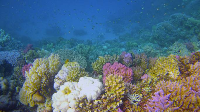 红海上五彩缤纷的珊瑚礁和许多热带小鱼-玛莎阿拉姆-埃及