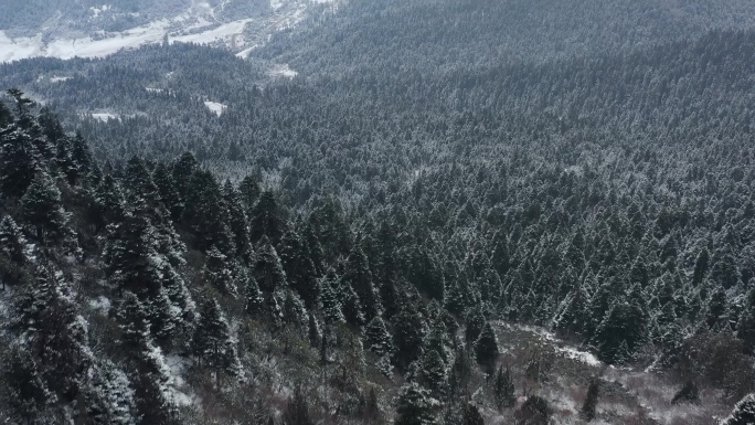 航拍西藏林芝大雪纷飞的鲁朗林海