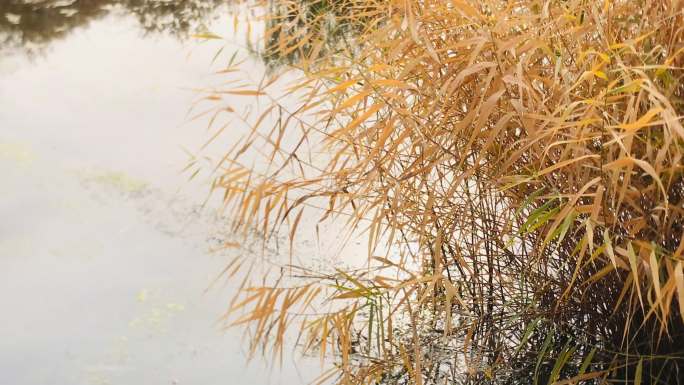 池塘 水草 芦苇丛 秋景