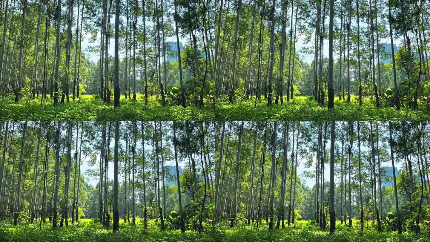 空灵大自然森林树林延时摄影