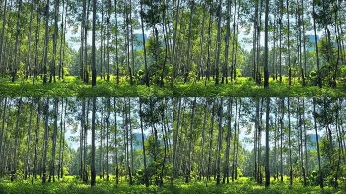 空灵大自然森林树林延时摄影