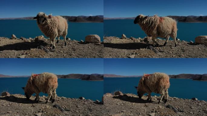 西藏羊湖日托寺小羊