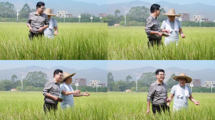 农业专家走在稻田里