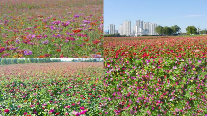 临沂花海