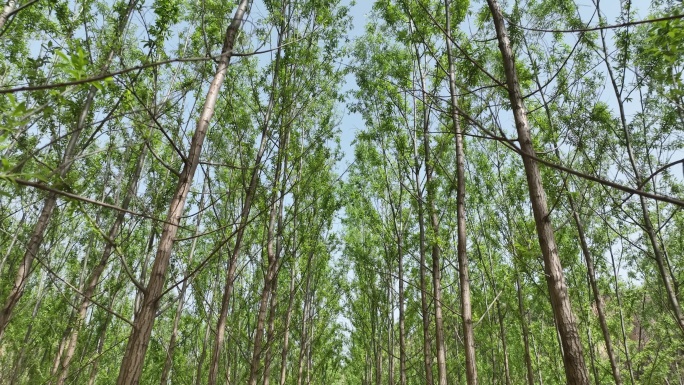 森林    竹柳    树