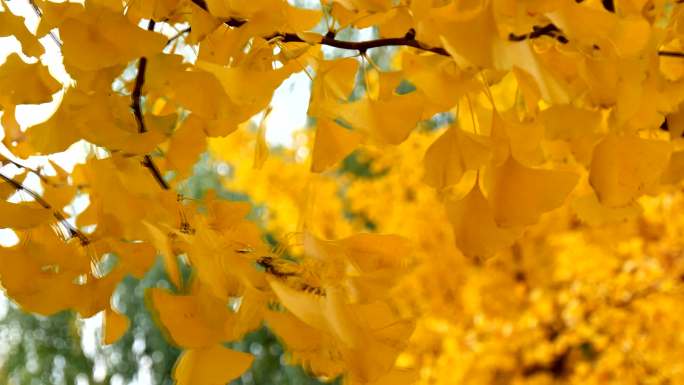 秋天的银杏树 黄叶 银杏树叶