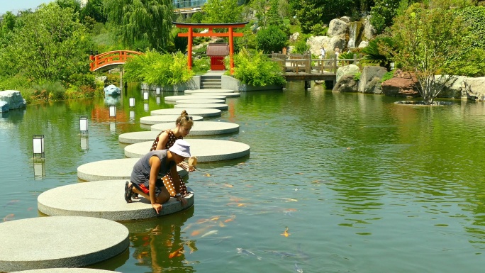 日本公园池塘里的鱼