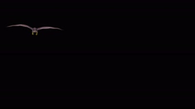 老鹰动画系列-空中盘旋冲镜（带通道）