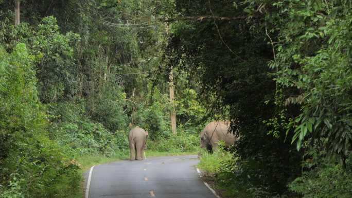 Khao Yai国家公园热带雨林中的野生亚洲象群