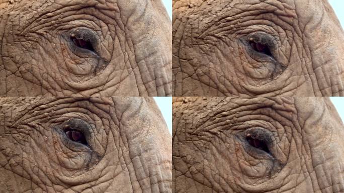 大象眼睛的特写镜头