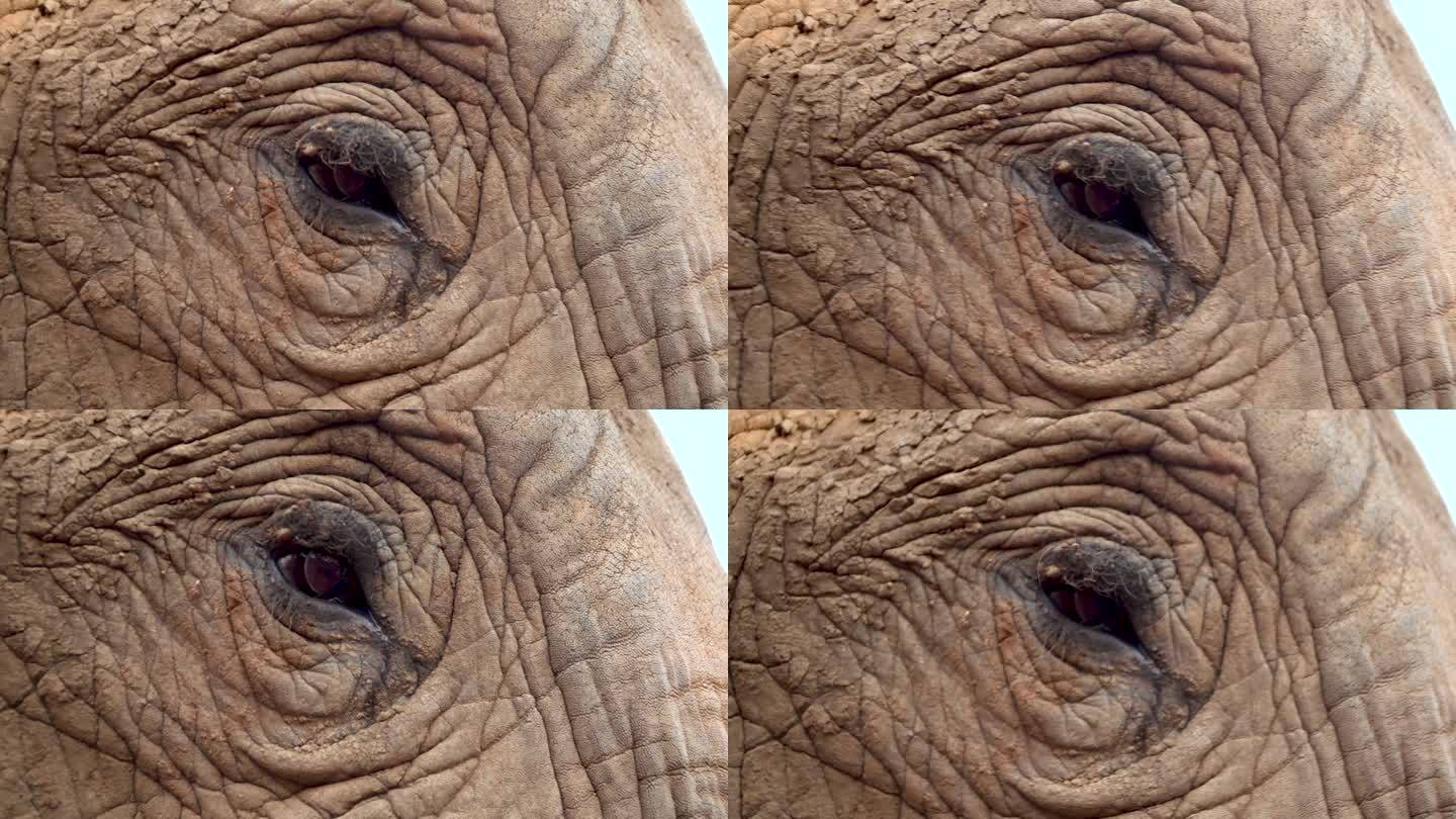 大象眼睛的特写镜头