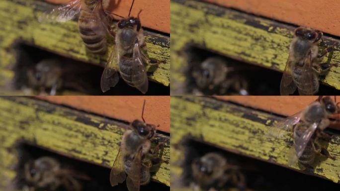 收获蜂蜜时，蜜蜂在蜂箱周围飞