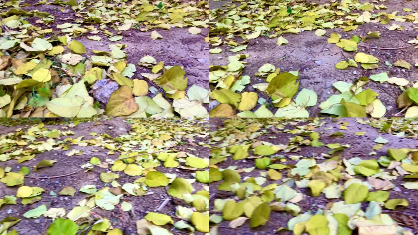 地面 大树 落叶 黄叶