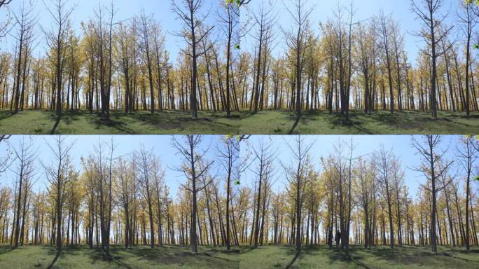 原始4K秋天黄叶树林延时摄影