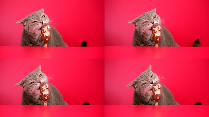 英国短毛猫在红色背景上舔冰淇淋