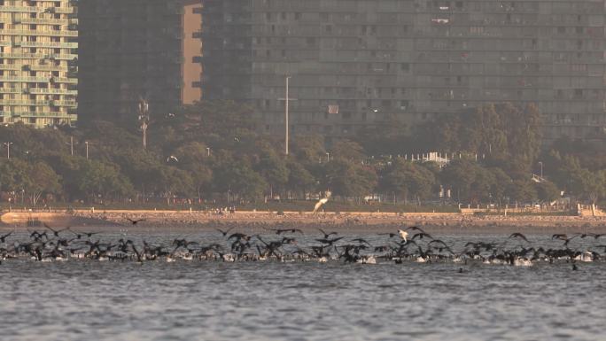 2022年第一批深圳湾鸬鹚群