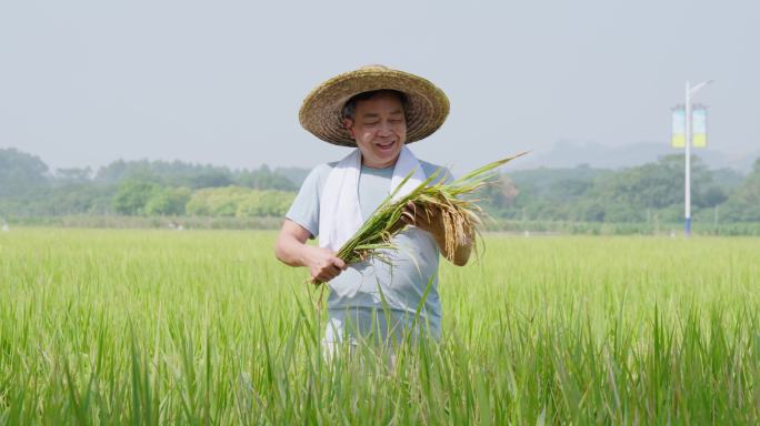 粮食大丰收