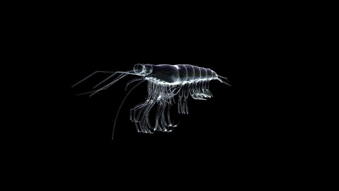 透明全息线框南极磷虾动画素材带通道