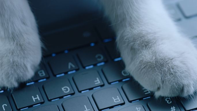 猫爪在电脑键盘上打字 多镜
