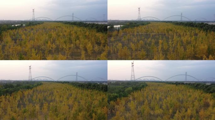 黄河护林带秋色