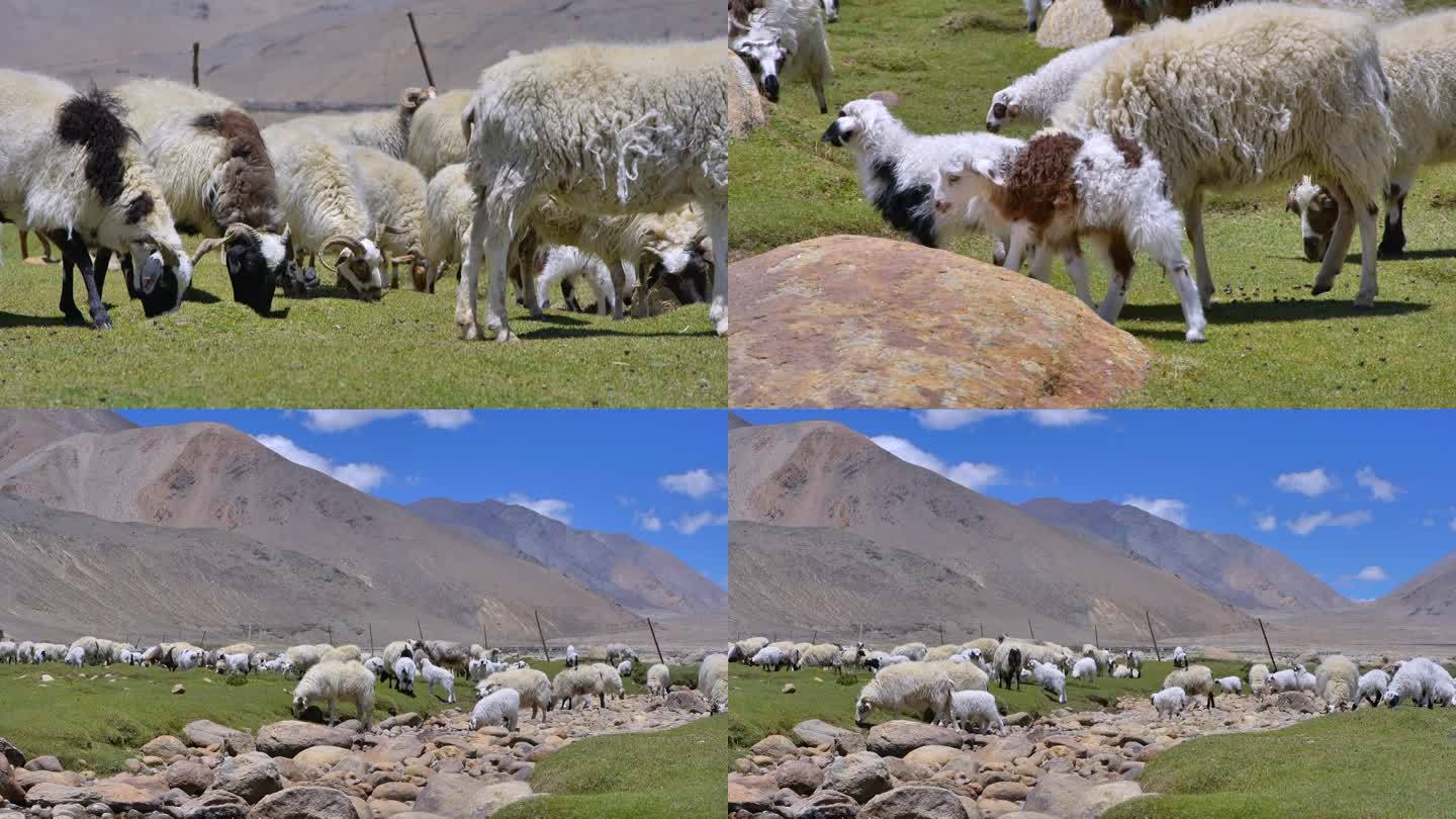 西藏 羊群 草场