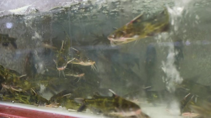 酒店水缸里的海鲜水产龙虾鱼类蟹类贝类