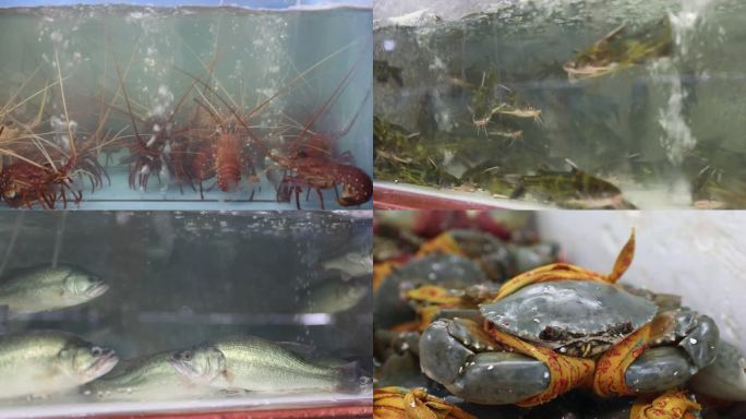 酒店水缸里的海鲜水产龙虾鱼类蟹类贝类
