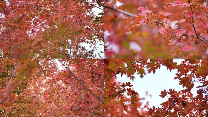 霜降时节的红叶