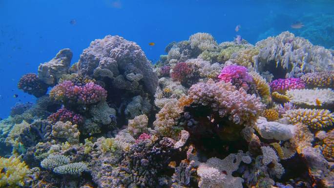 红海上美丽的珊瑚-玛莎阿拉姆-埃及