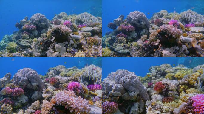红海上美丽的珊瑚-玛莎阿拉姆-埃及