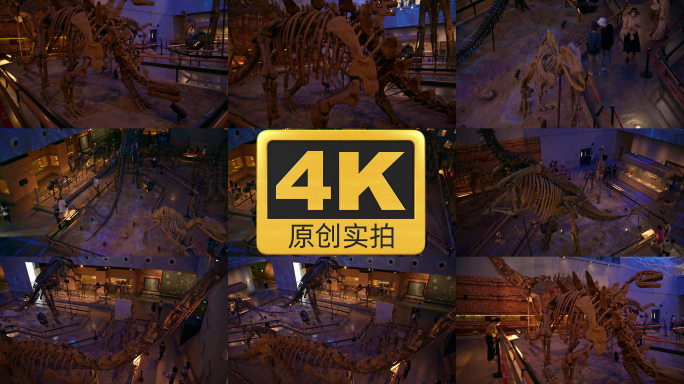 【4K原创实拍】广东博物馆恐龙化石模型