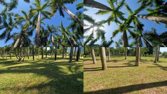 椰林草地 阳光椰林 阳光绿地 美好生活