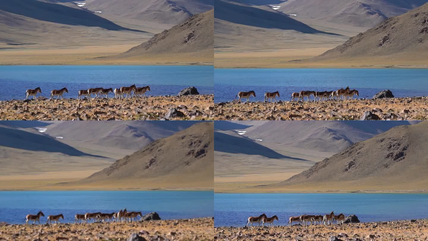 西藏阿里无人区湖边的藏野驴群