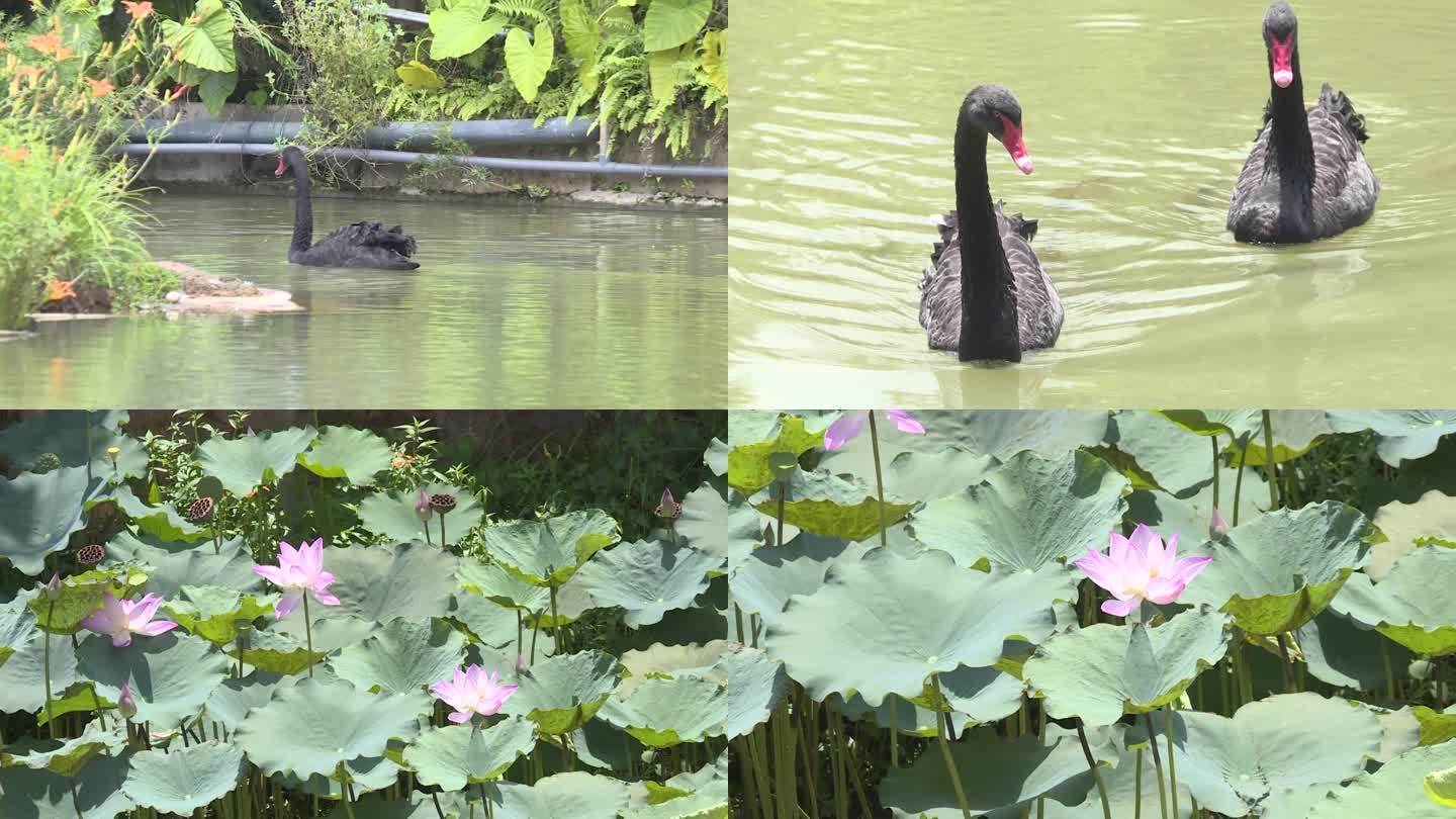 民宿湖水荷花