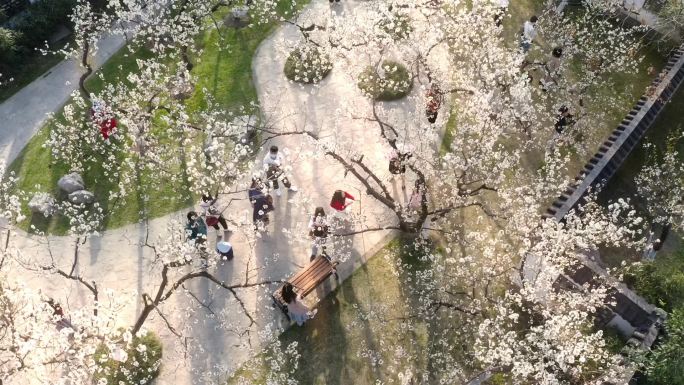 【航拍1080P】玄武湖樱洲樱花季