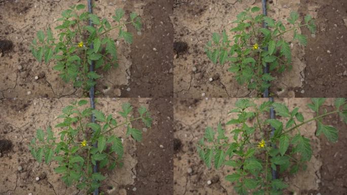 农业领域的番茄幼苗