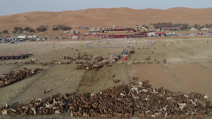 骆驼视频 阿拉善那达慕 驼铃 那达慕
