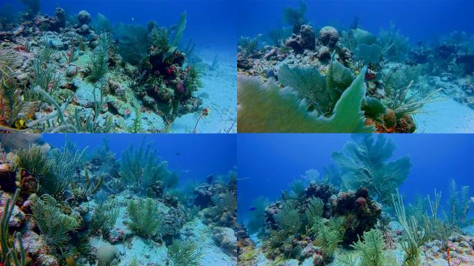 阿库马尔湾附近加勒比海大玛雅礁上的水肺潜水