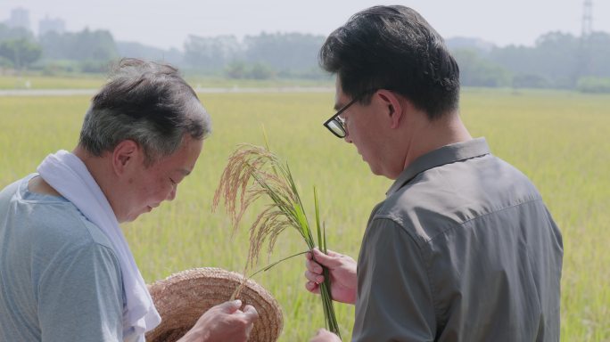 水稻专家研究水稻