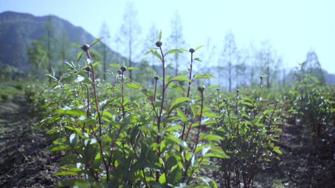 中药药房 称药抓药 中医文化 中成药生产