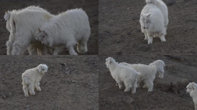 淘气可爱的小山羊羔子