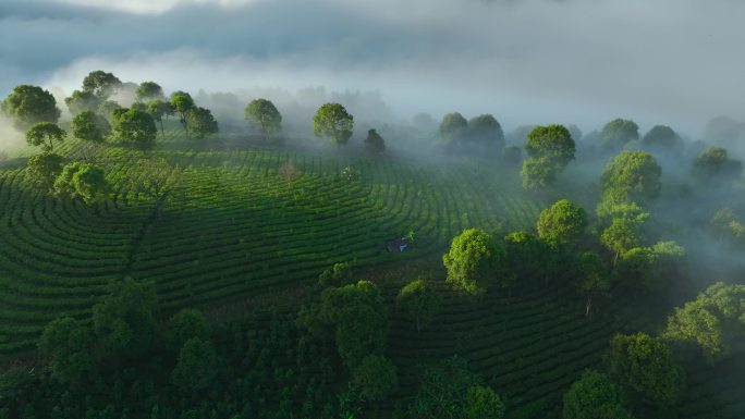 云雾茶山航拍