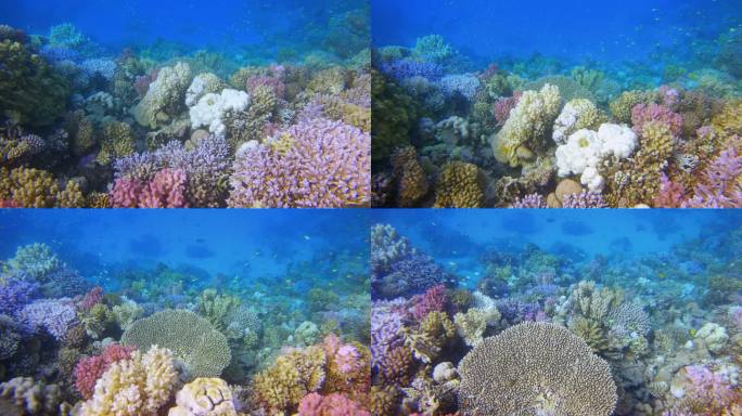 红海上有许多小热带鱼的多彩珊瑚花园-玛莎阿拉姆-埃及