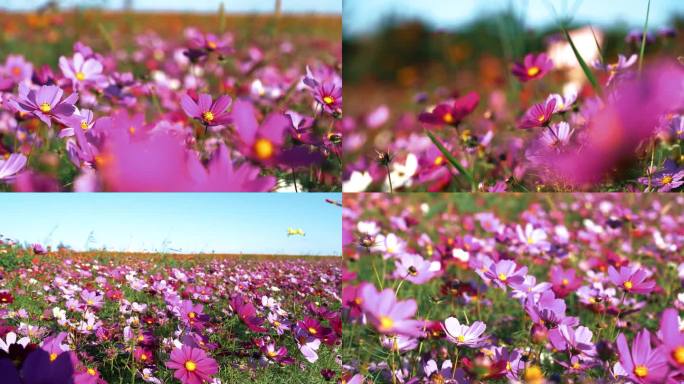 紫色格桑花 花田 出游